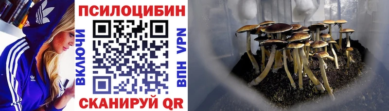 Купить  Кирово-Чепецк  Галлюциногенные грибы мухоморы 